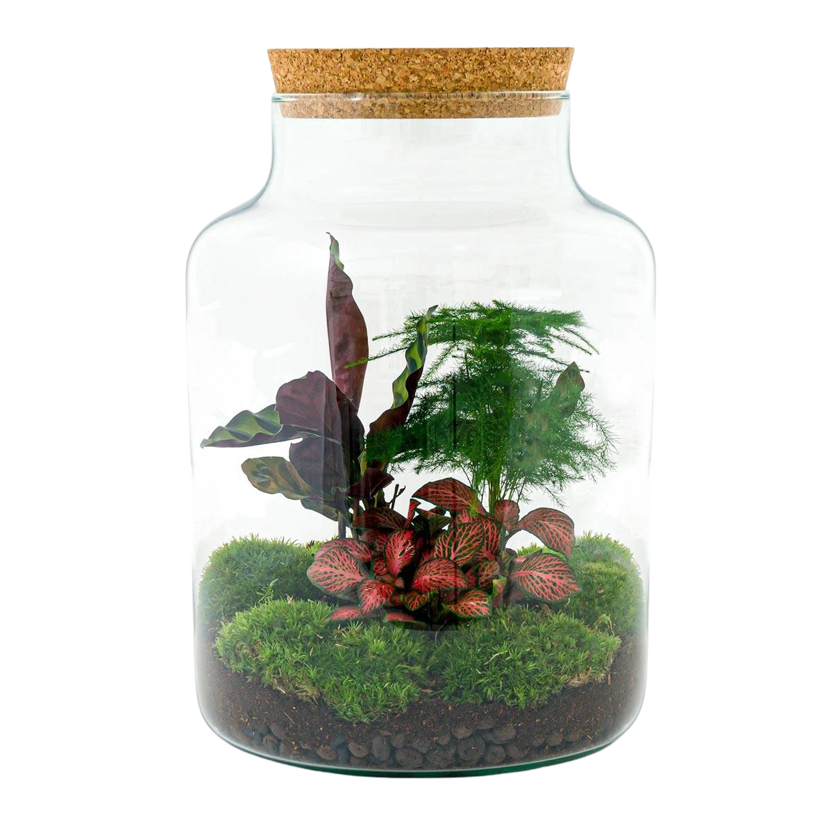 Milky Terrarium