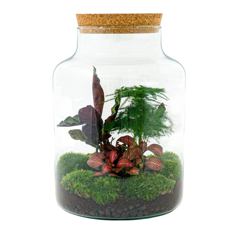 Milky Terrarium