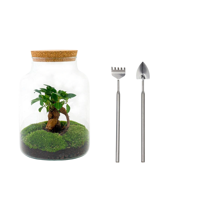 Milky met bonsai Terrarium