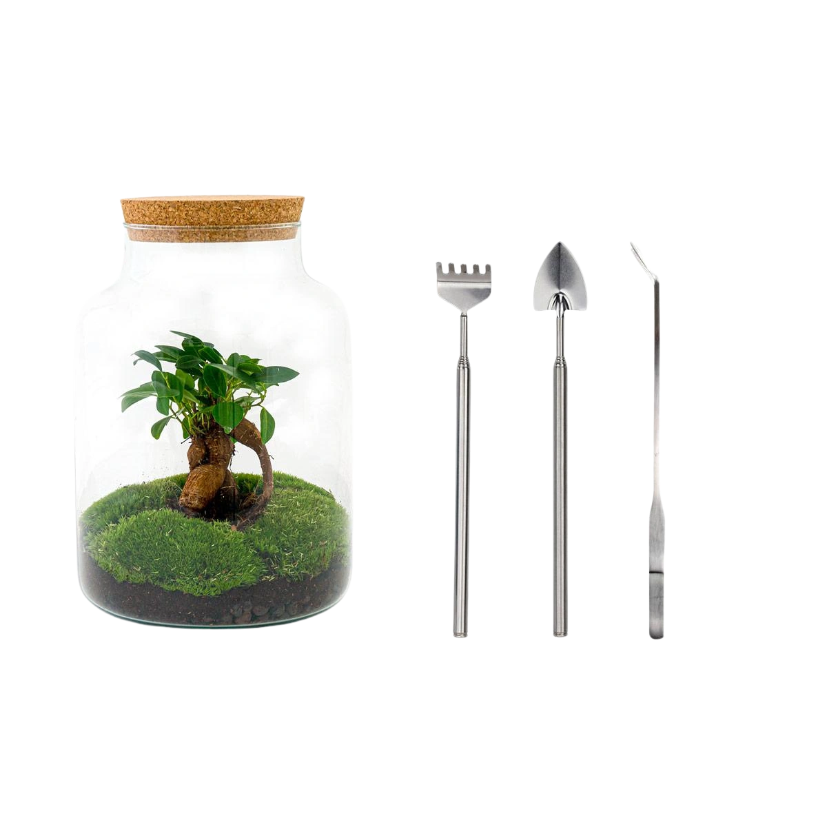 Milky met bonsai Terrarium