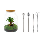 Milky met bonsai Terrarium