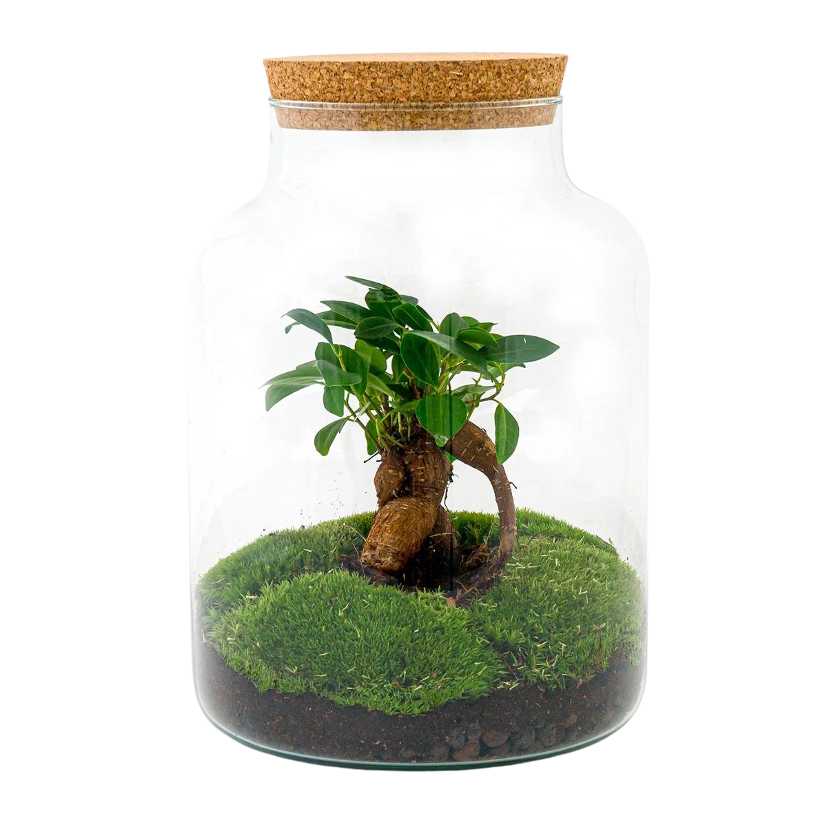 Milky met bonsai Terrarium