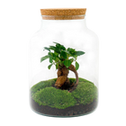 Milky met bonsai Terrarium