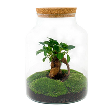 Milky met bonsai Terrarium