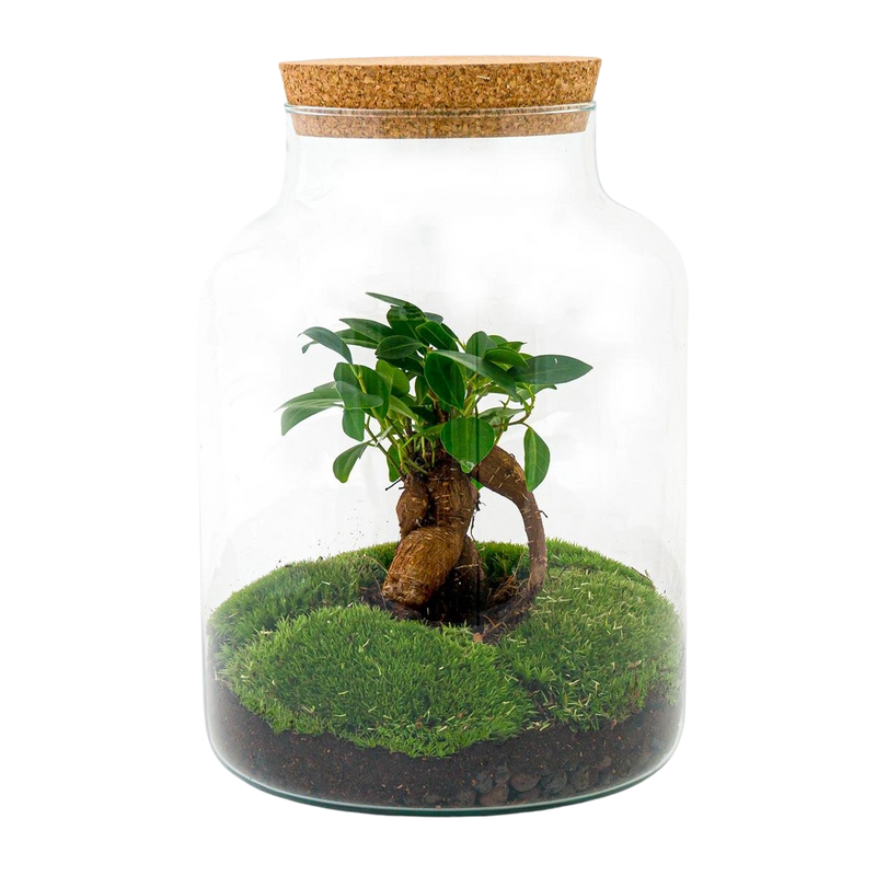 Milky met bonsai Terrarium