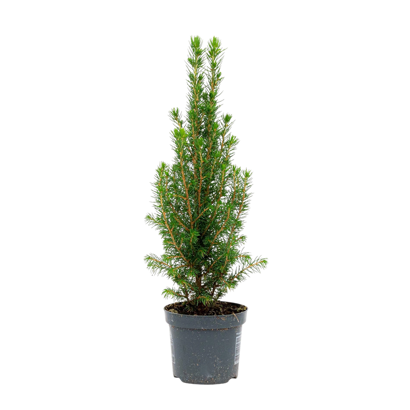 Mini-kerstboom Chamaecyparis