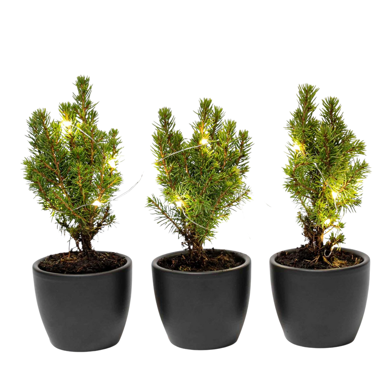 Mini-kerstboom Set 3 – Boule Antraciet + 20 LED-lights