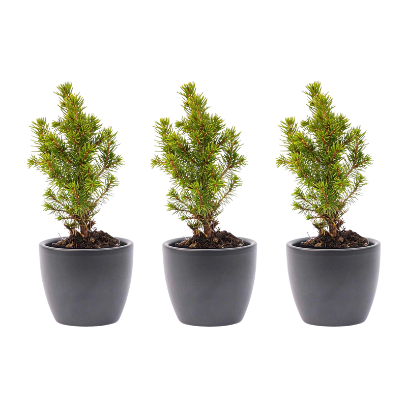 Mini-kerstboom set 3 – Pot Boule Antraciet