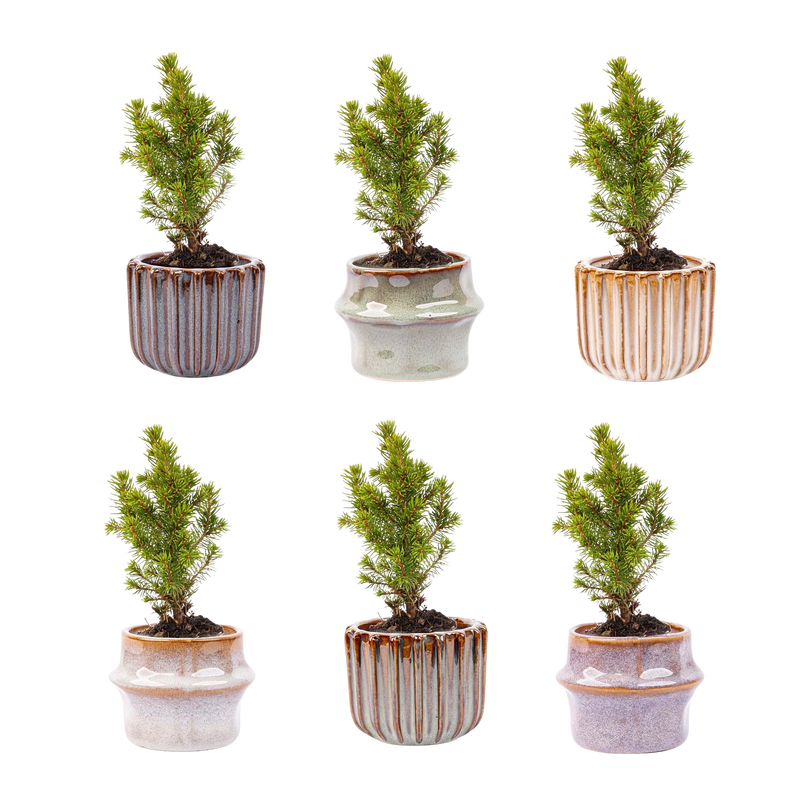 Mini-kerstboom set 6 + Pot Barcelona