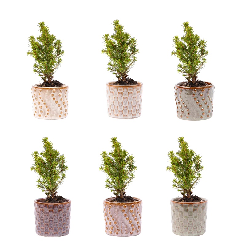 Mini-kerstboom set 6 – Pot Madrid