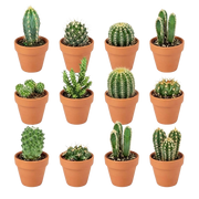 Mini Cactus Mix – 12 Stuks in Terracotta Potten