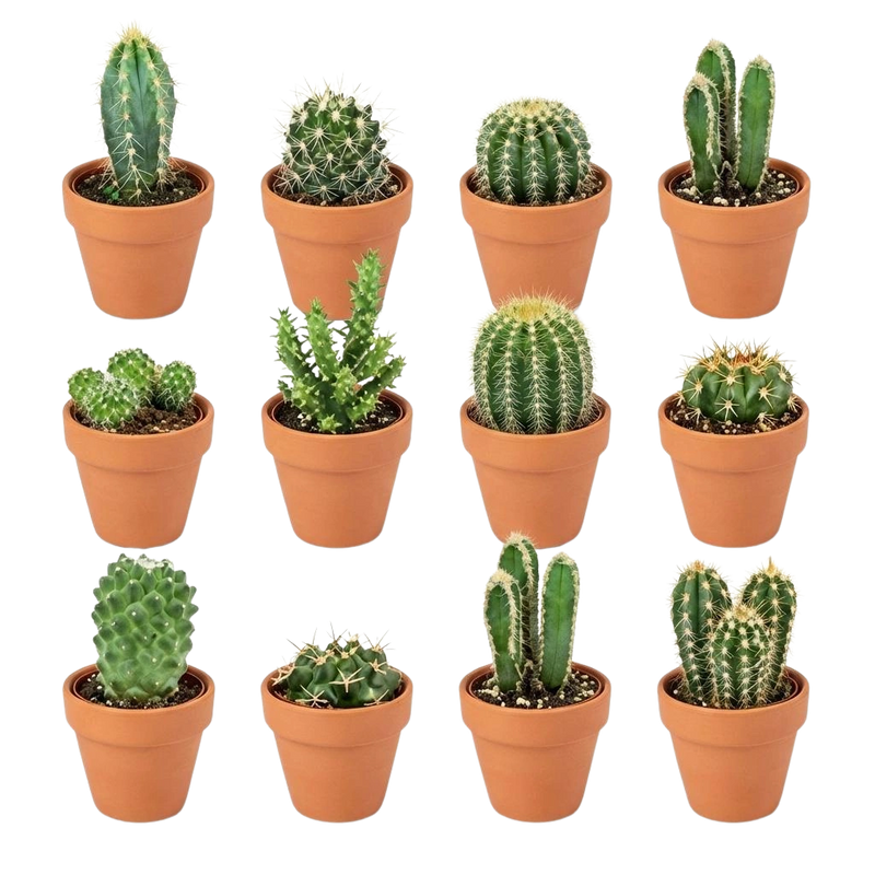 Mini Cactus Mix – 12 Stuks in Terracotta Potten