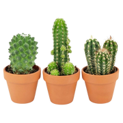 Mini Cactus Mix – 3 Stuks in Terracotta Potten