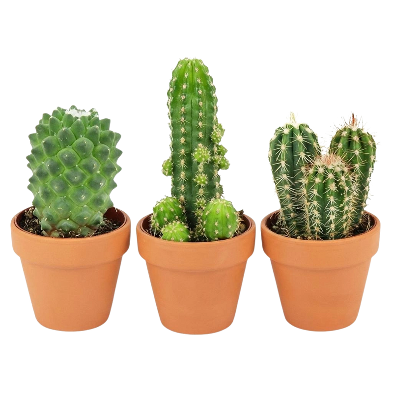 Mini Cactus Mix – 3 Stuks in Terracotta Potten