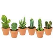 Mini Cactus Mix – 6 Stuks in Terracotta Potten