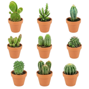 Mini Cactus Mix – 9 Stuks in Terracotta Potten
