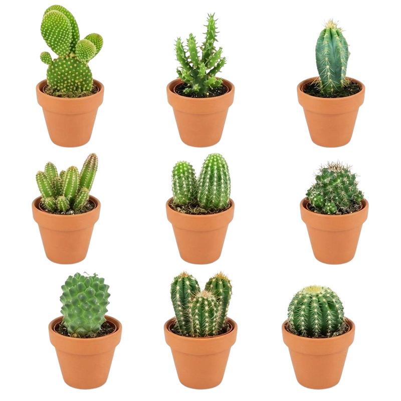 Mini Cactus Mix – 9 Stuks in Terracotta Potten