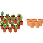 Mini Cactus Mix met Terracotta Potten – 15 Stuks Everspring