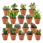Mini Cactus & Succulenten Mix met Terracotta Potten – 18 Stuks
