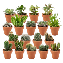 Mini Cactus & Succulenten Mix met Terracotta Potten – 18 Stuks