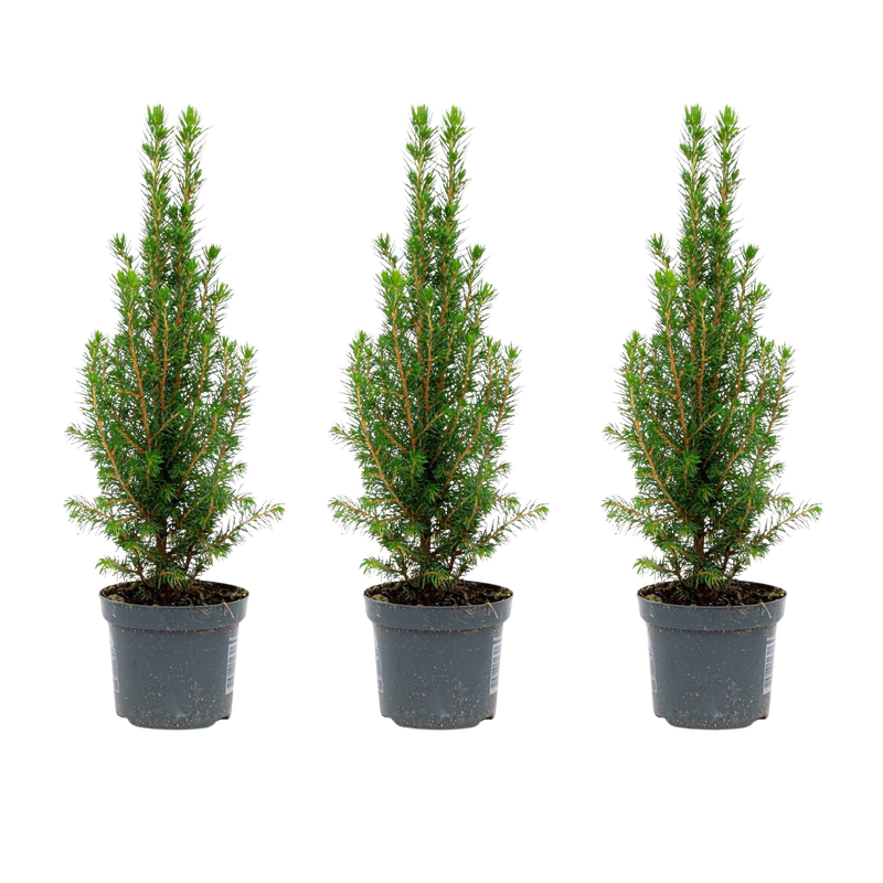 Mini Christmas Trees – Set van 3