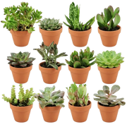 Mini Succulenten Mix – 12 Stuks in Terracotta Potten Everspring