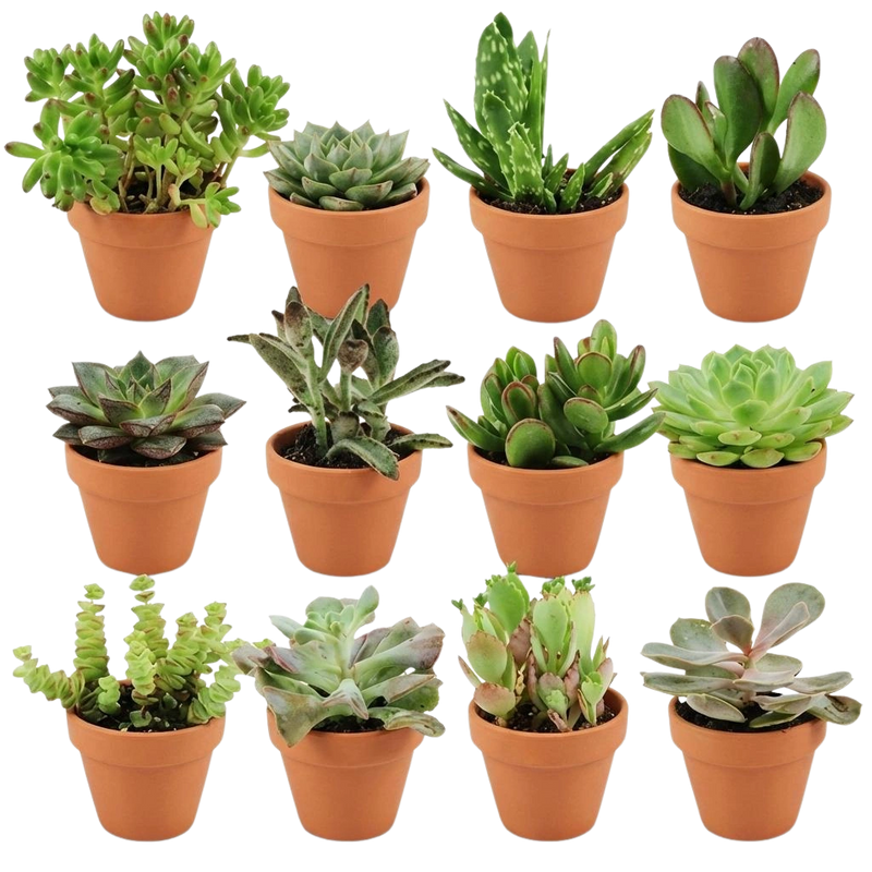 Mini Succulenten Mix – 12 Stuks in Terracotta Potten