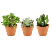 Mini Succulenten Mix – 3 Stuks in Terracotta Potten Everspring