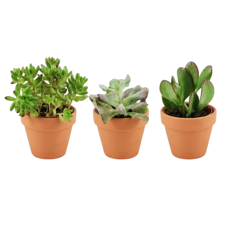 Mini Succulenten Mix – 3 Stuks in Terracotta Potten