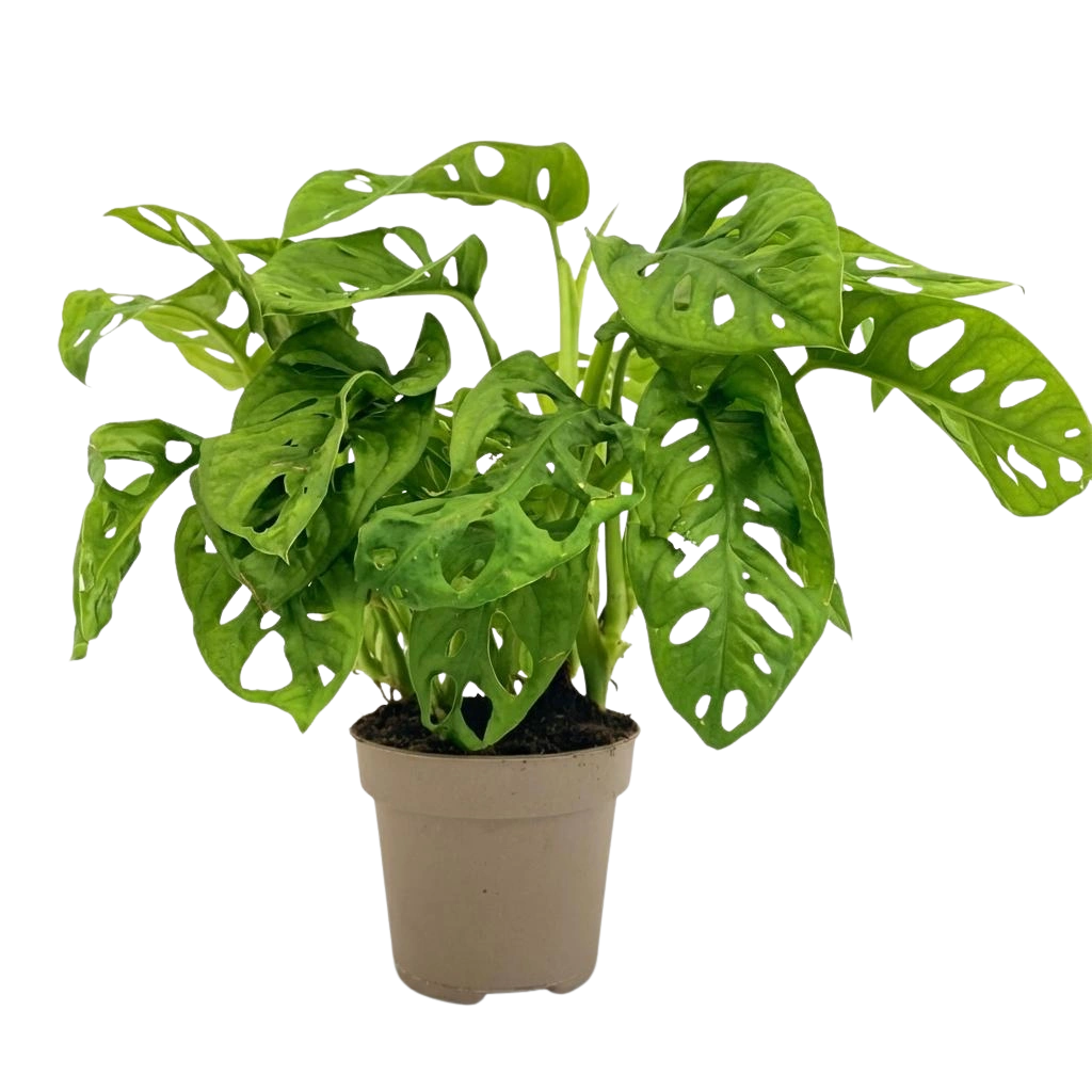 Monstera Adansonii ‘Monkey Mask’