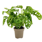 Monstera Adansonii ‘Monkey Mask’