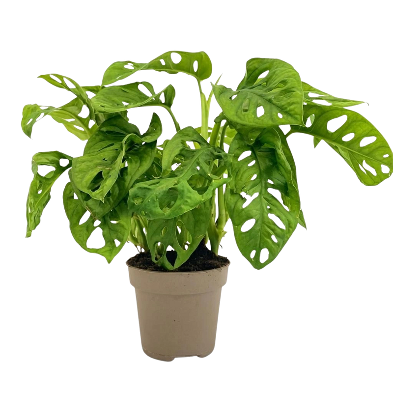 Monstera Adansonii ‘Monkey Mask’