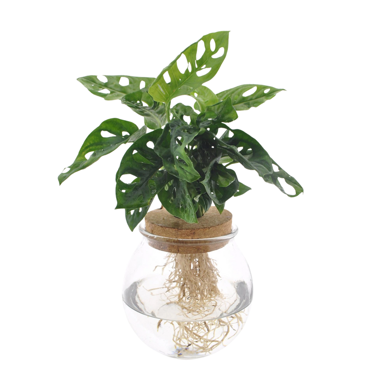Monstera Adansonii in Bolglas + Klikkurk
