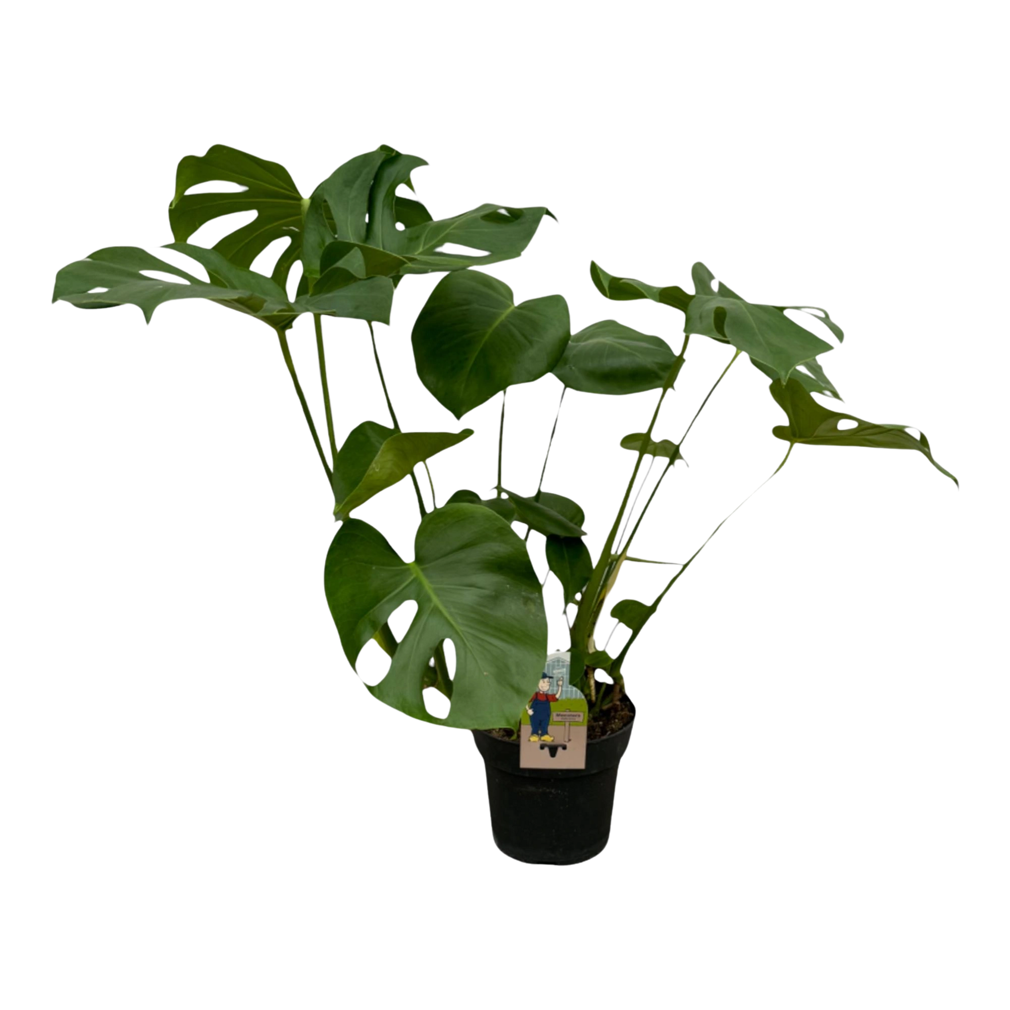 Monstera Deliciosa
