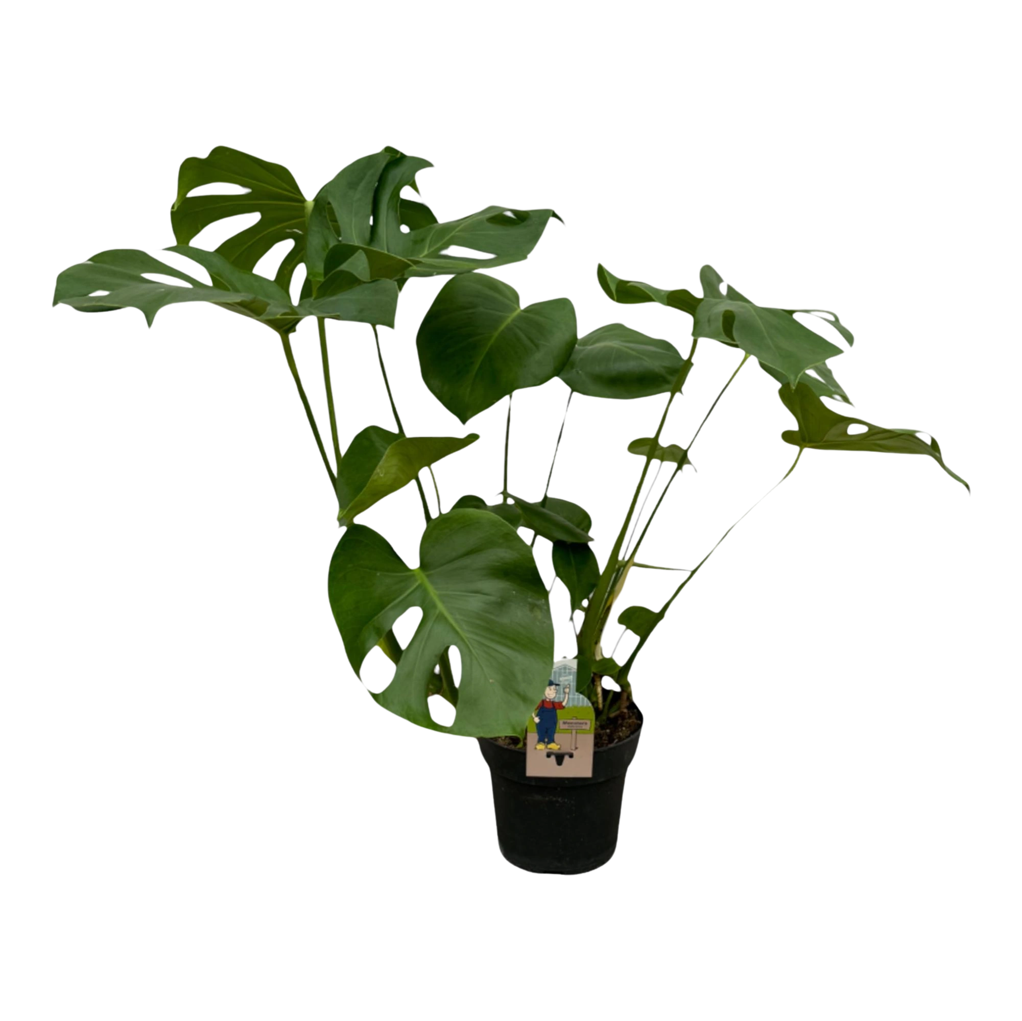 Monstera Deliciosa