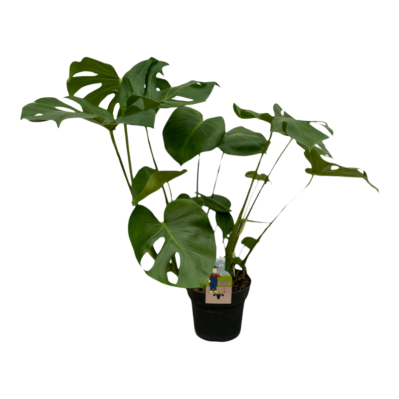Monstera Deliciosa