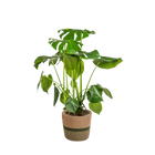 Monstera Deliciosa Tauerii met mand