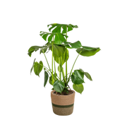 Monstera Deliciosa Tauerii met mand Everspring