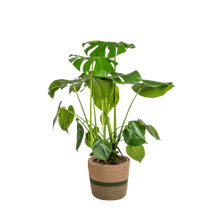 Monstera Deliciosa Tauerii met mand