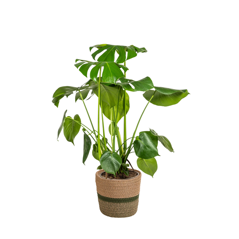 Monstera Deliciosa Tauerii met mand
