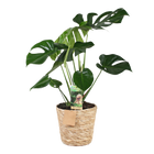 Monstera Deliciosa (Gatenplant) – Inclusief Mand