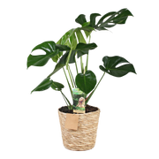 Monstera Deliciosa (Gatenplant) – Inclusief Mand