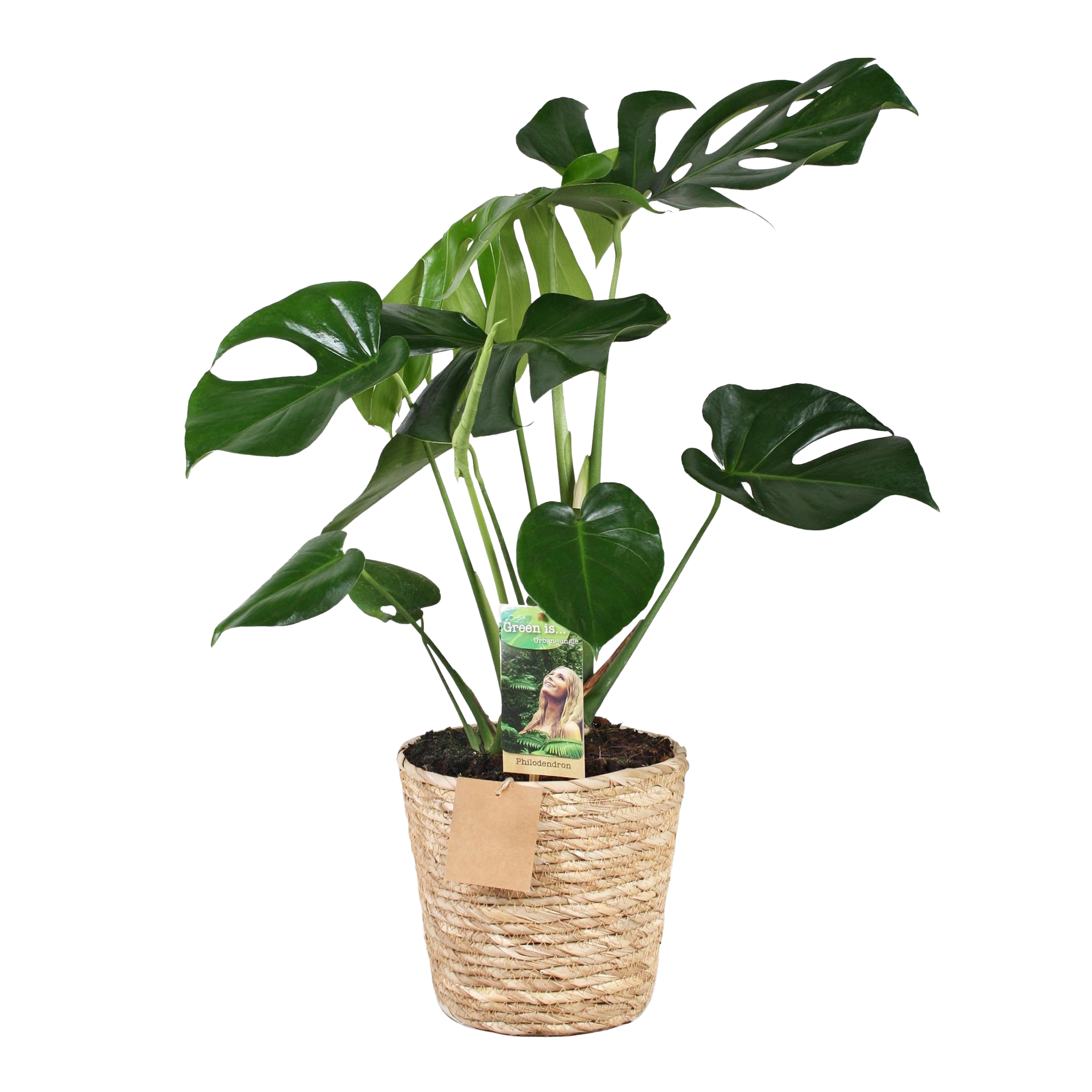 Monstera Deliciosa (Gatenplant) – Inclusief Mand