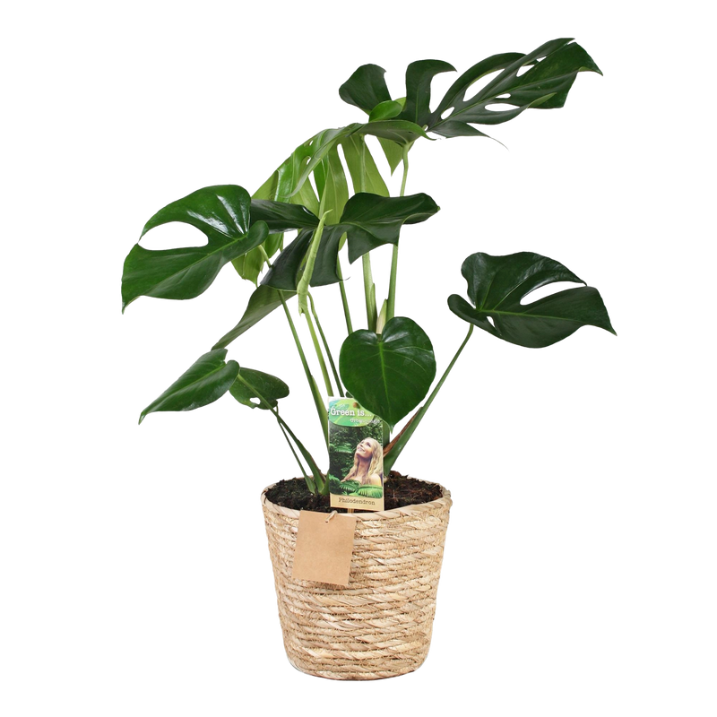 Monstera Deliciosa (Gatenplant) – Inclusief Mand