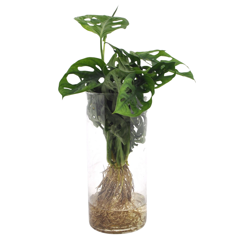 Monstera in Cylinder Glas