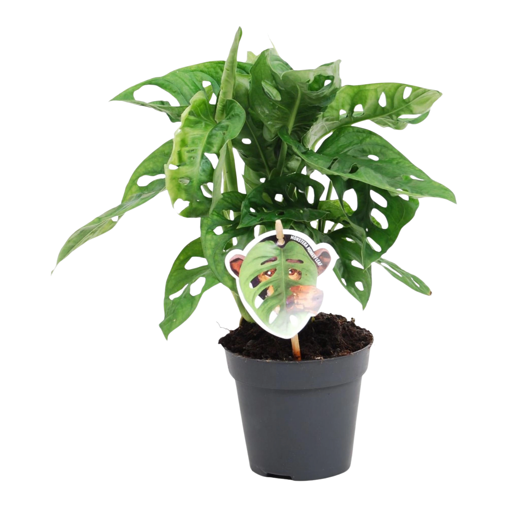 Monstera obliqua 'Monkey Leaf'