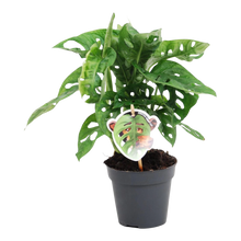 Monstera obliqua 'Monkey Leaf'