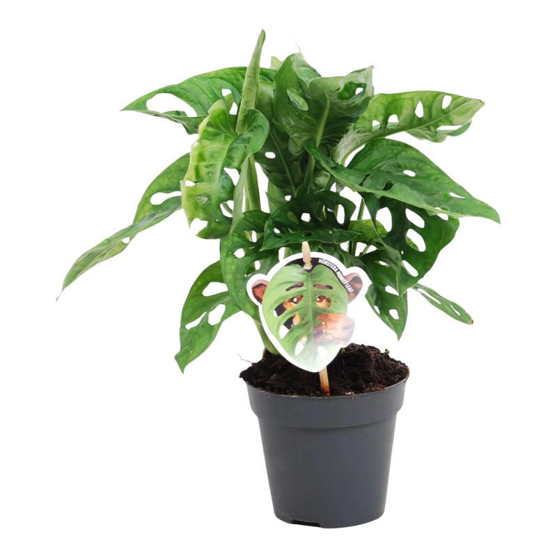 Monstera obliqua 'Monkey Leaf'