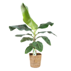Musa Acuminata Dwarf Cavendish (Bananenplant) – Inclusief Mand