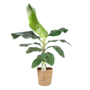 Musa Acuminata Dwarf Cavendish (Bananenplant) – Inclusief Mand